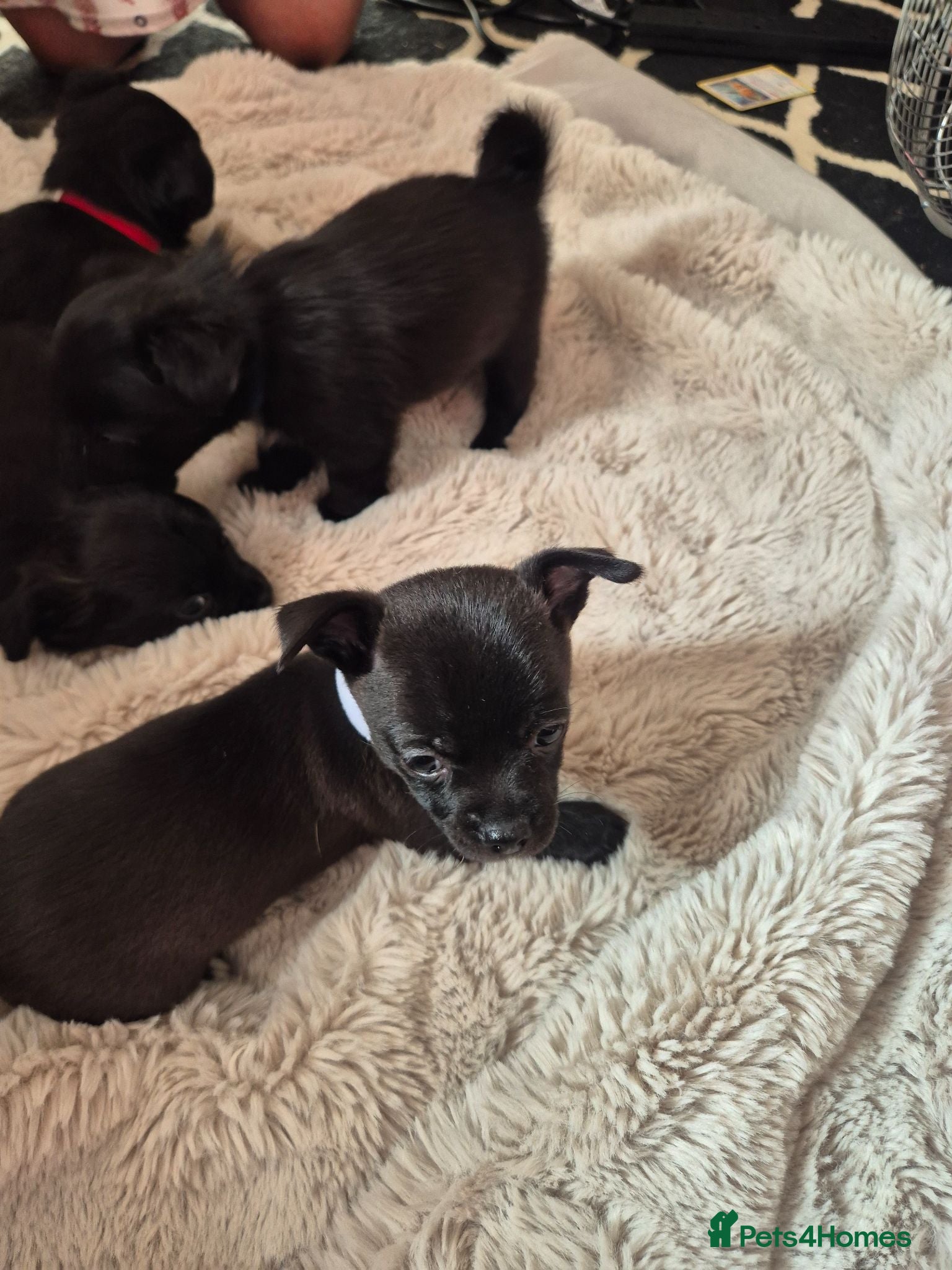 Chihuahua dogs Beautiful long haired black chihuahua puppies - Advert 2