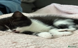 Mixed Breed cats for sale: Theee kittens for sale - Image 10