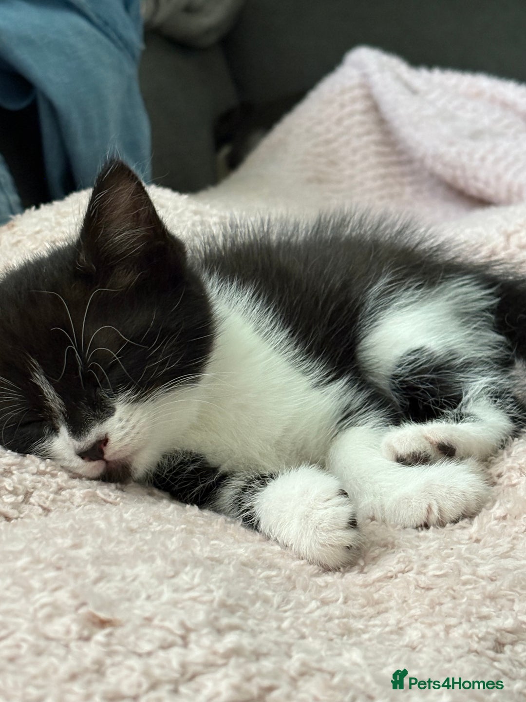 Mixed Breed cats for sale: Theee kittens for sale - Image 10