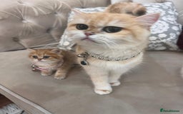 British Shorthair cats for sale: British Golden Shorthair kittens GCCF  - Image 15