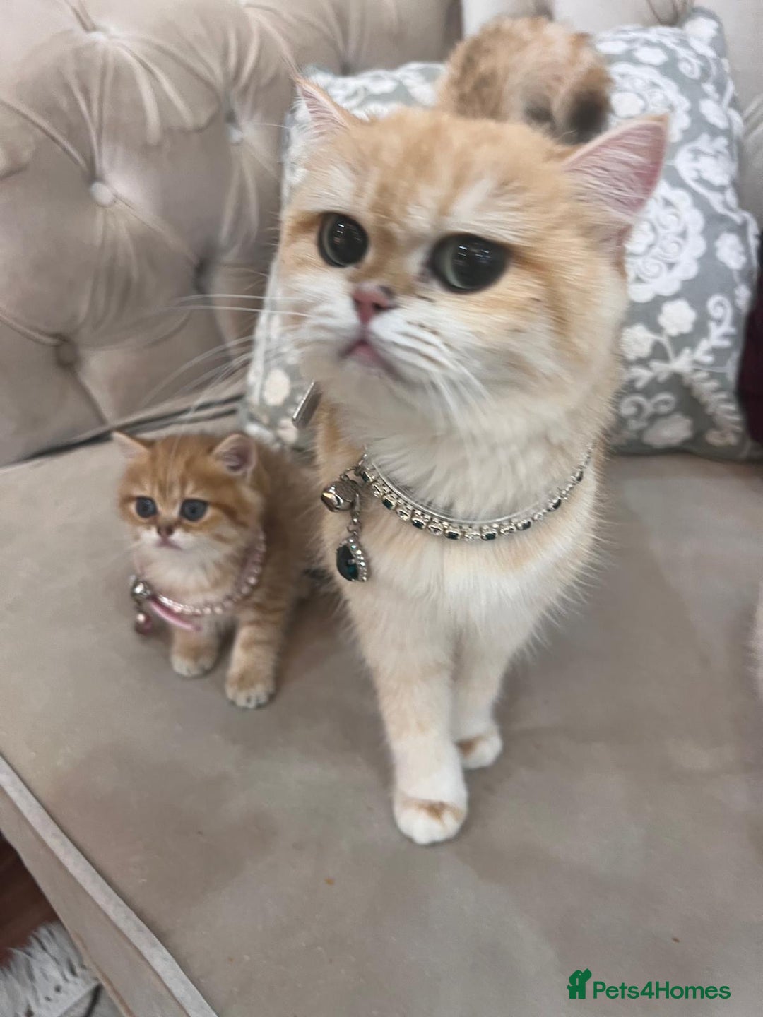 British Shorthair cats for sale: British Golden Shorthair kittens GCCF  - Image 15
