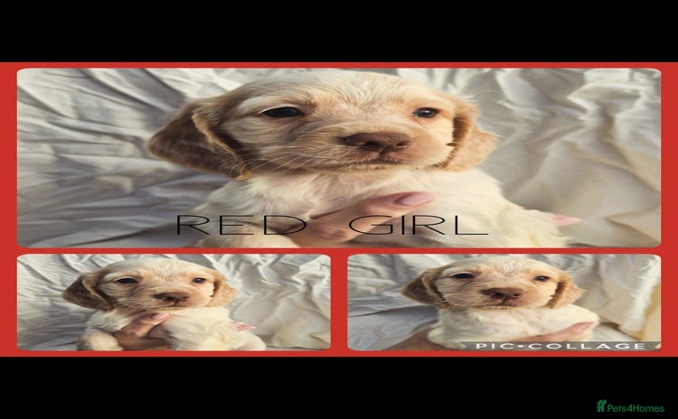 Cocker Spaniel dogs - Advert 1