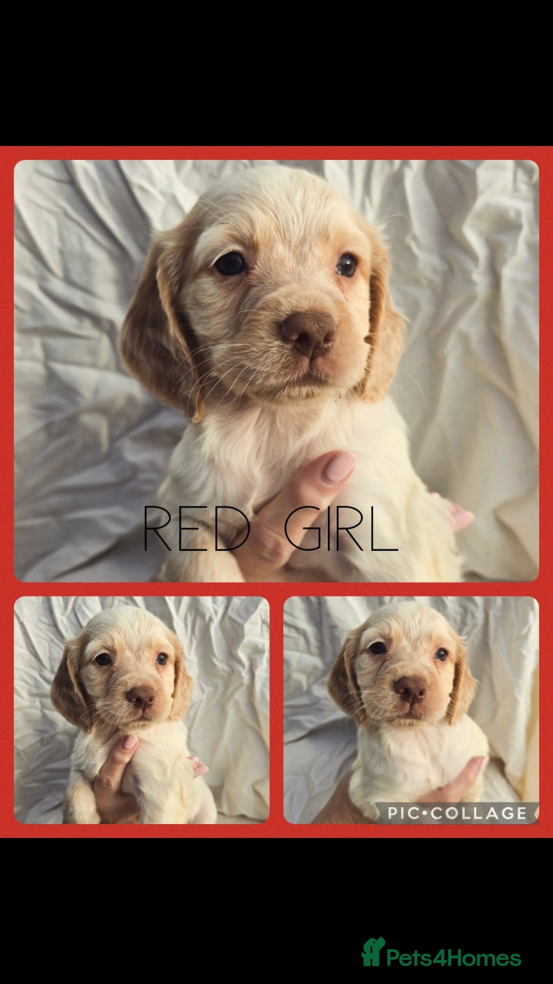 Cocker Spaniel dogs for sale: Top KC working cocker spaniels - Image 1