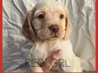 Cocker Spaniel dogs for sale - Advert 1