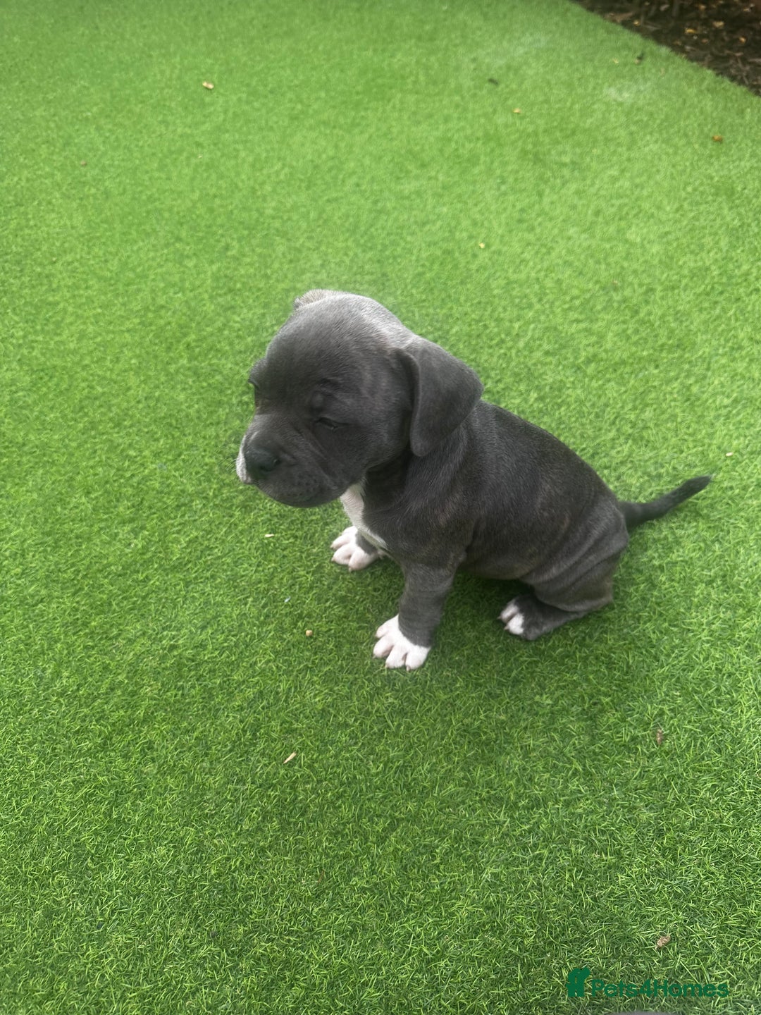 Mixed Breed dogs for sale: Staffordshire bull terrier x French bulldog Merle  - Image 7
