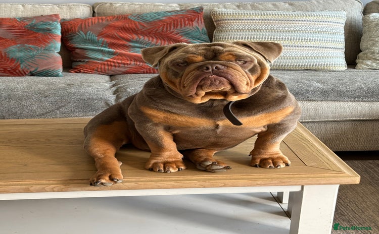 English Bulldog dogs - Advert 9