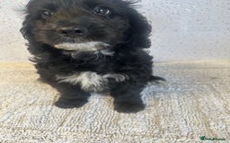 Cockapoo dogs for sale: Stunning cockapoo puppies ready now  - Image 7