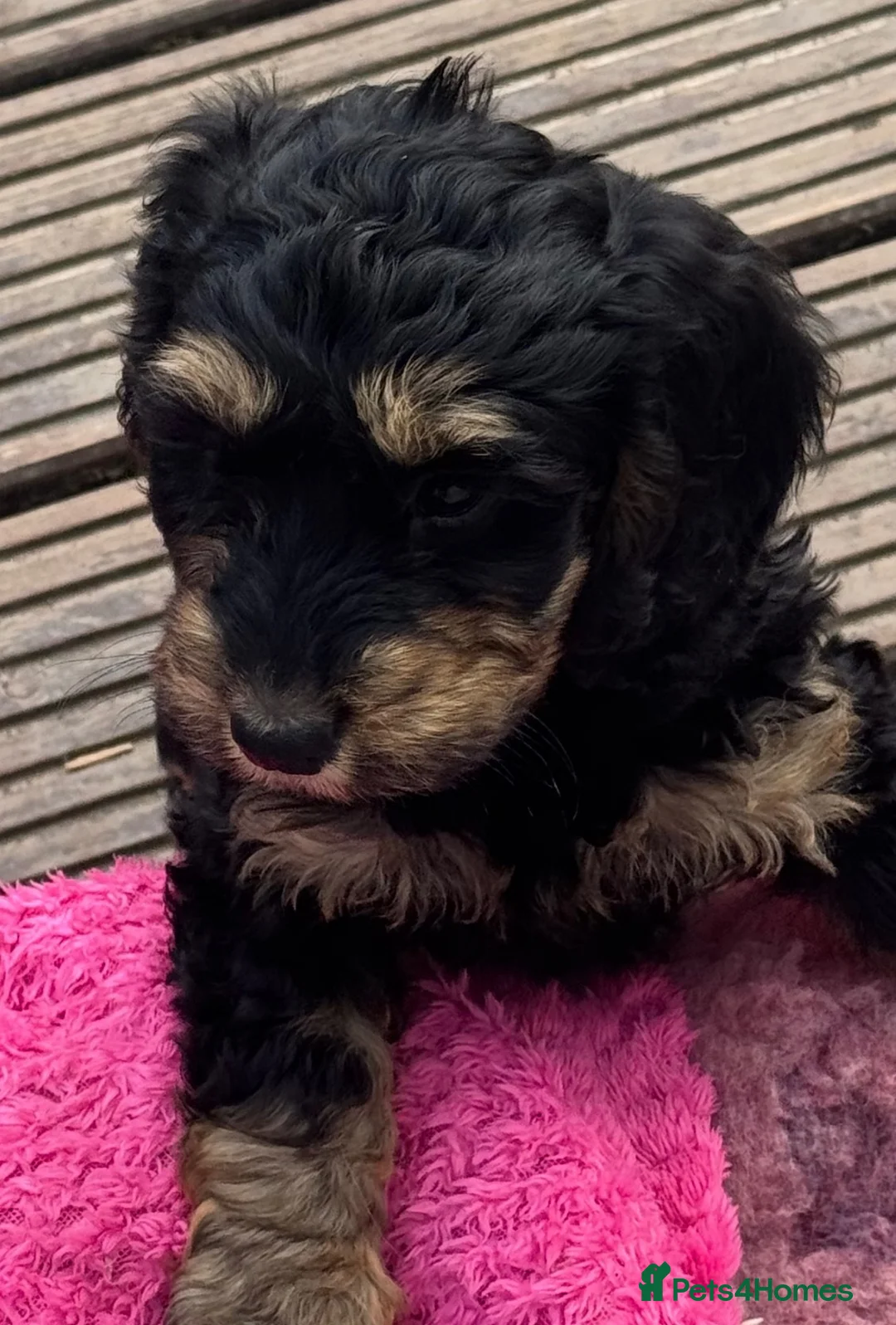 Cockapoo dogs for sale: Happy healthy absolutely gorgeous Cockapoo babies - Advert 9