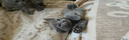 Russian Blue cats for sale: TICA full pedigree RUSSIAN BLUE kittens  - Advert 7