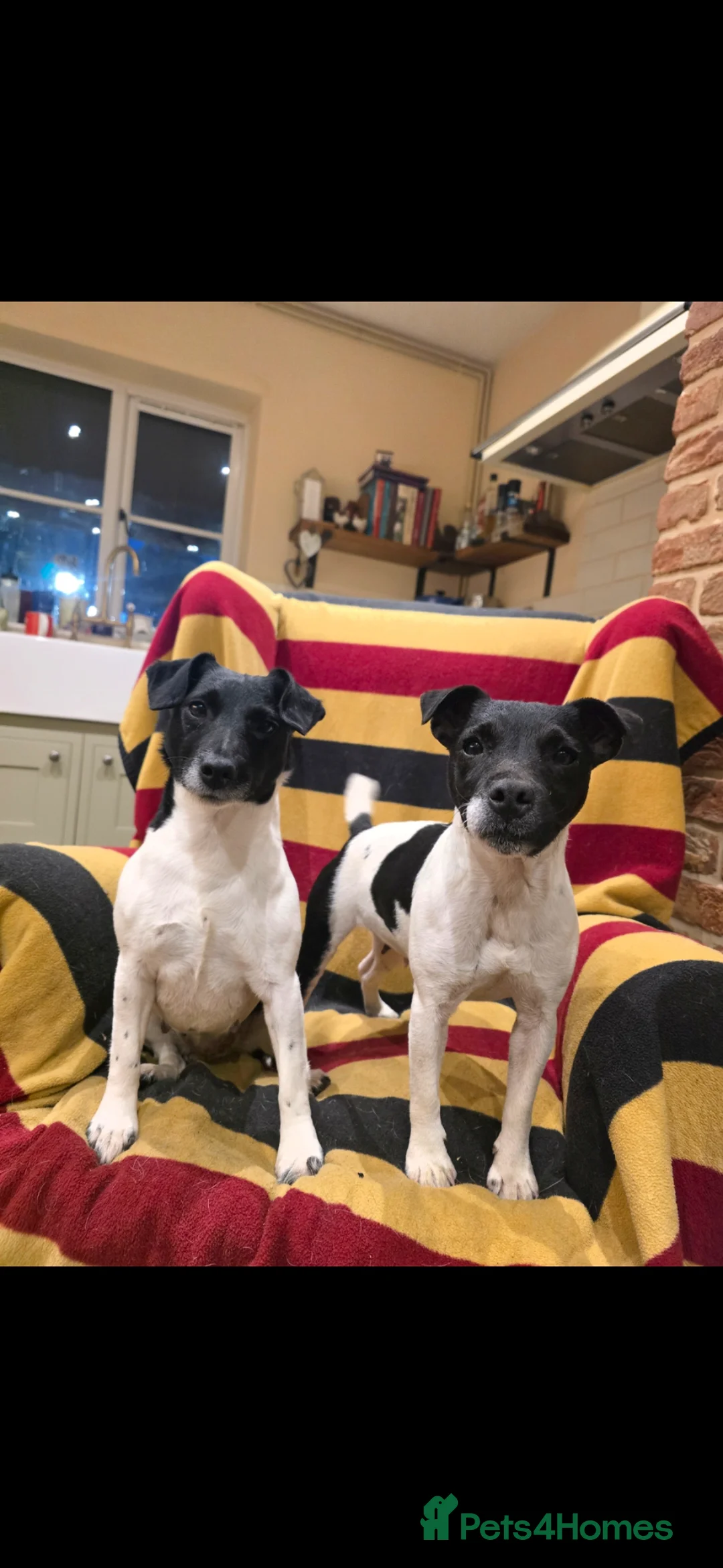 Patterjack dogs for sale: Patterjack female - Advert 2