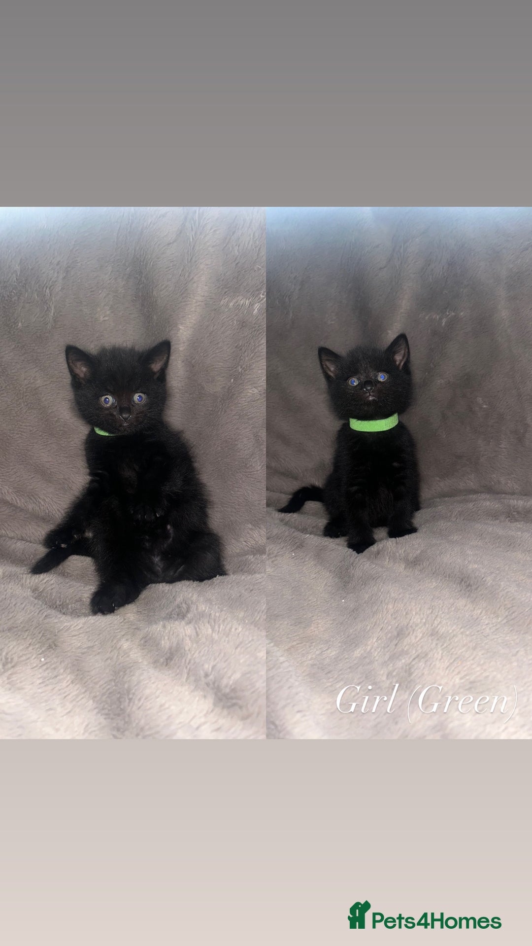 Domestic Shorthair cats for sale: Black Domestic Shorthair Kittens  - Advert 4