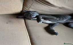 Cane Corso dogs for sale: Storm came corson  - Image 5