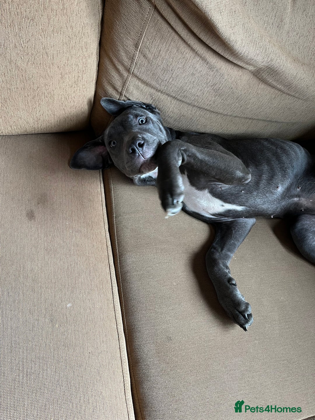 Cane Corso dogs for sale: Storm came corson  - Image 5