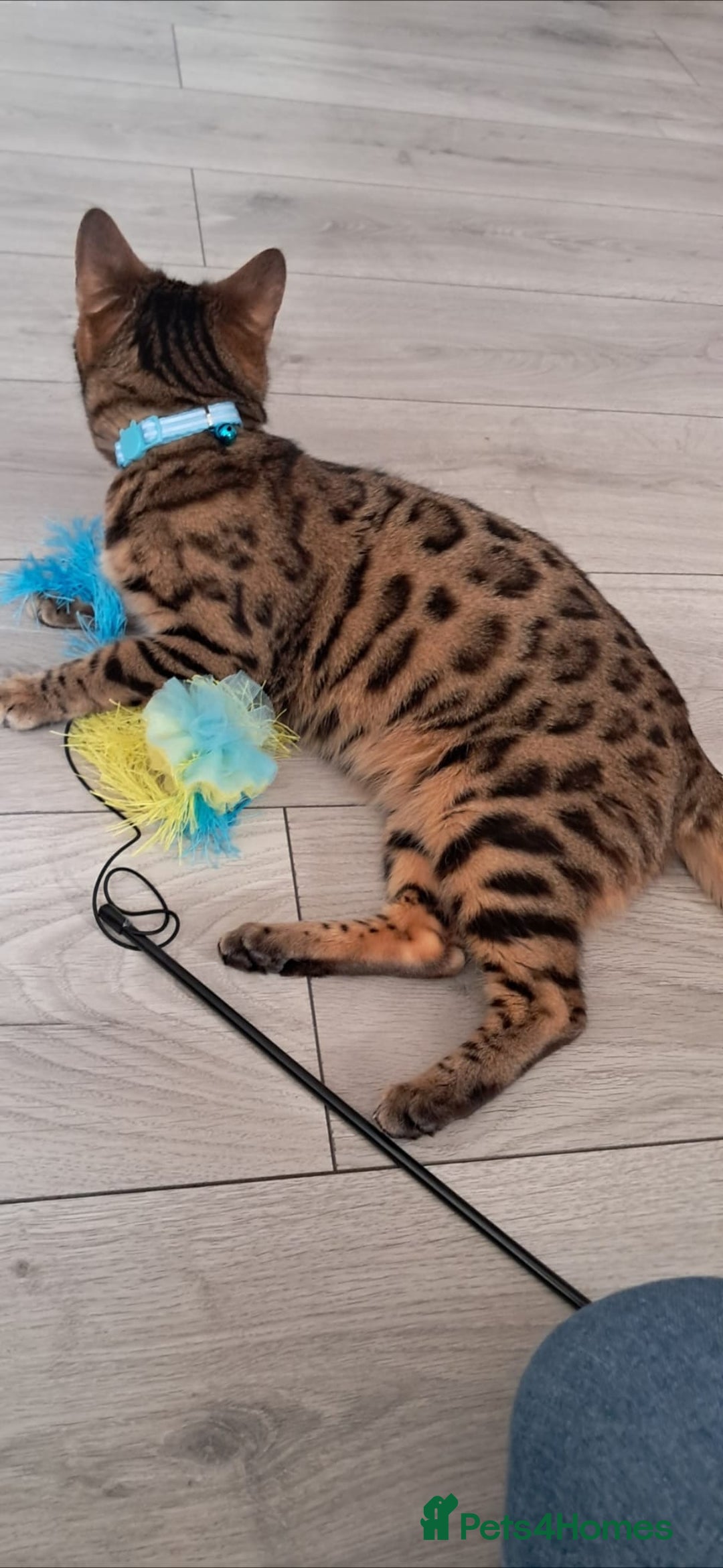 Bengal cats for sale: 7 years old Bengal cat  - Image 4