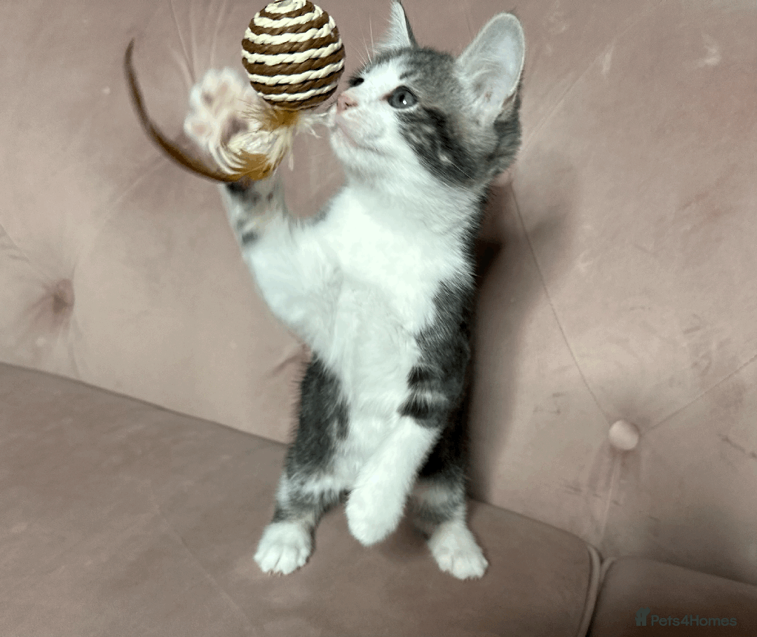 Mixed Breed cats for sale: One beautiful blue & white girl left - Advert 7