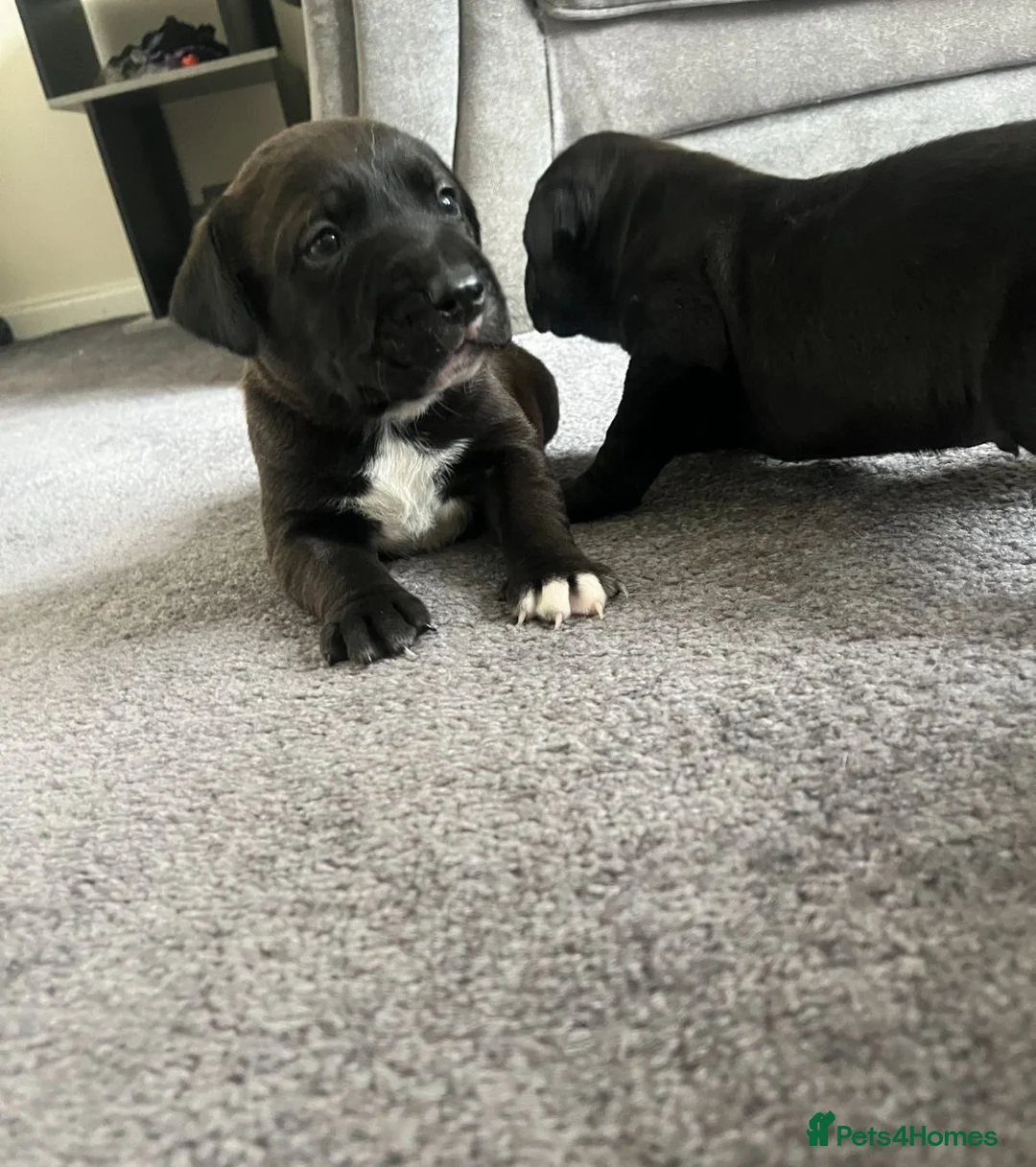 Mixed Breed dogs for sale: Beautiful stuffy cross labs in Shrewsbury - Advert 9