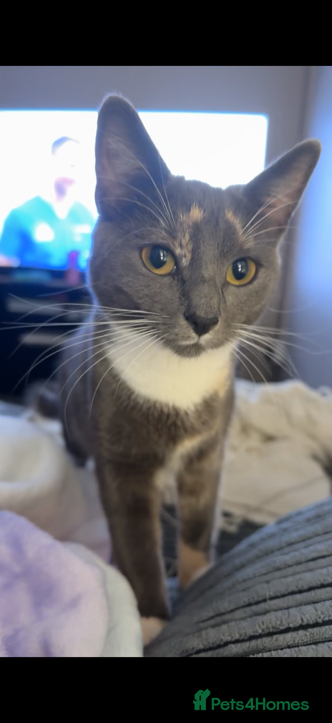 Domestic Shorthair cats for sale: Tortoise shell female  - Advert 5