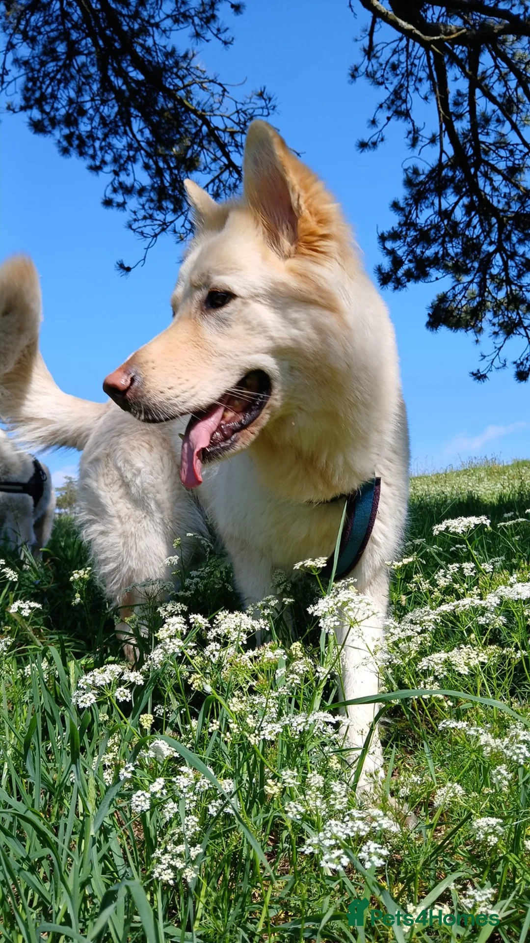 Mixed Breed dogs for sale: White Shepherd Puppies - Advert 4