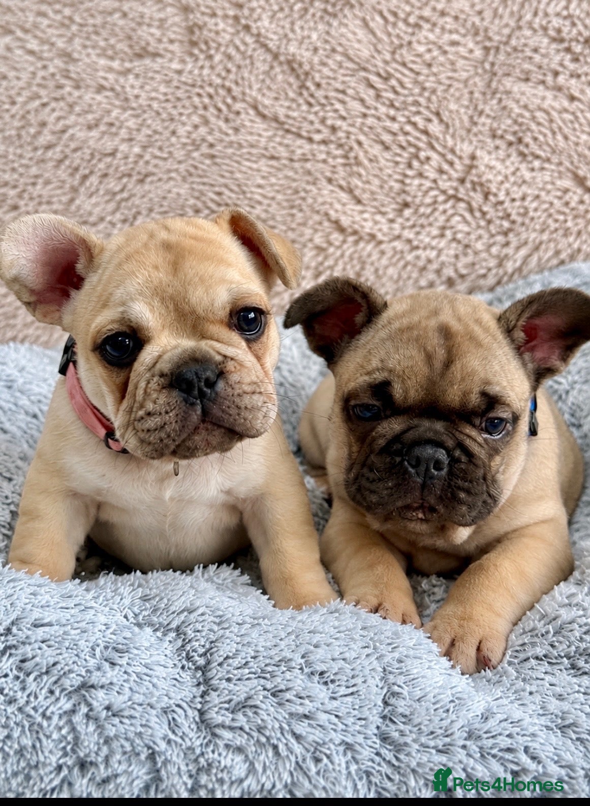 French Bulldog dogs French bulldog puppies  - Advert 5