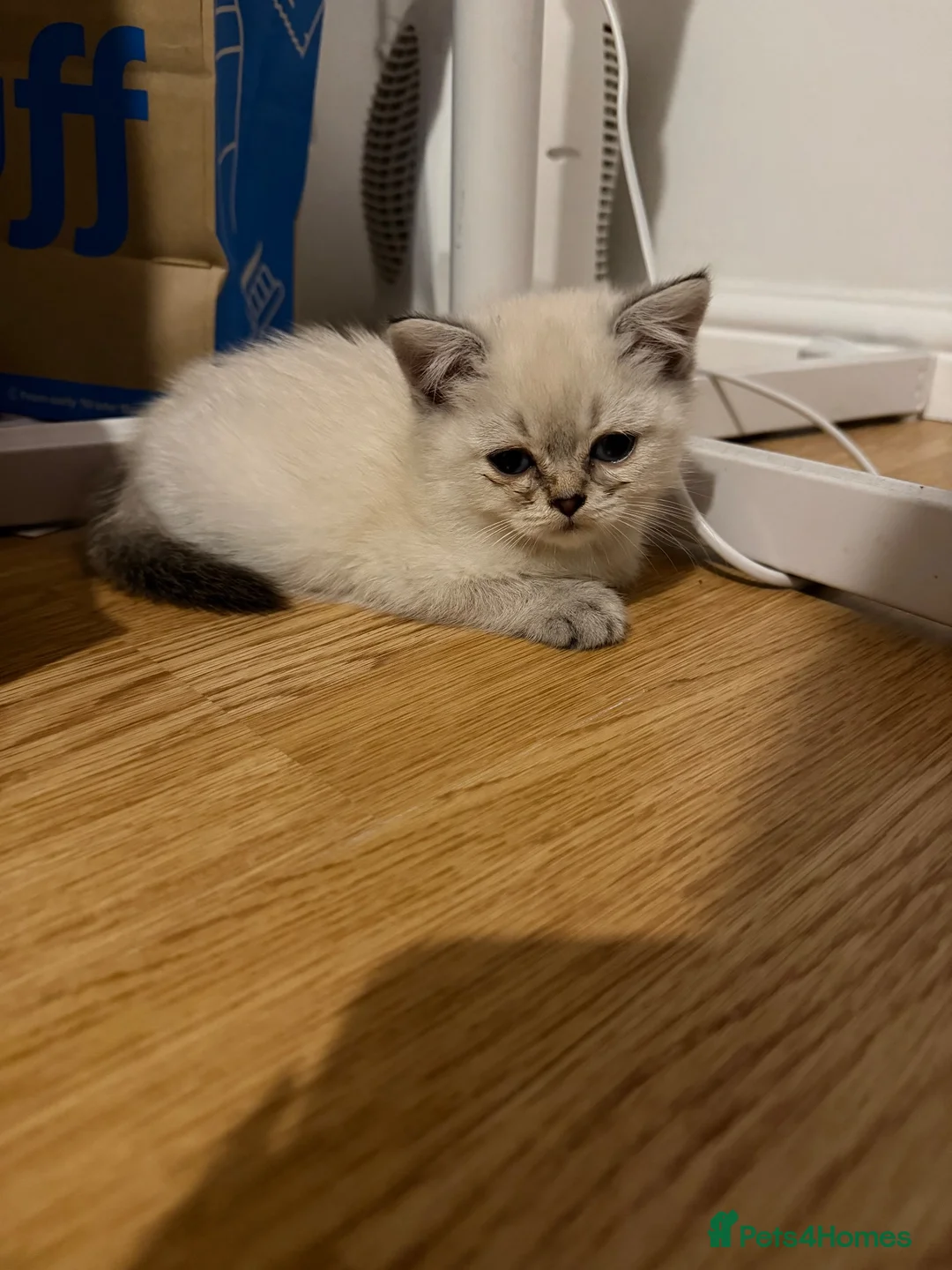 Scottish Fold cats for sale: Beautiful 9 Week Old Female Scottish Fold Kitten - Advert 4