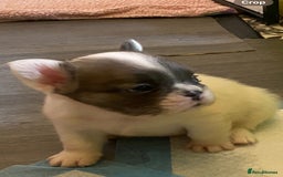 French Bulldog dogs for sale: Quality health tested/KC fluffy French bulldogs - Image 18