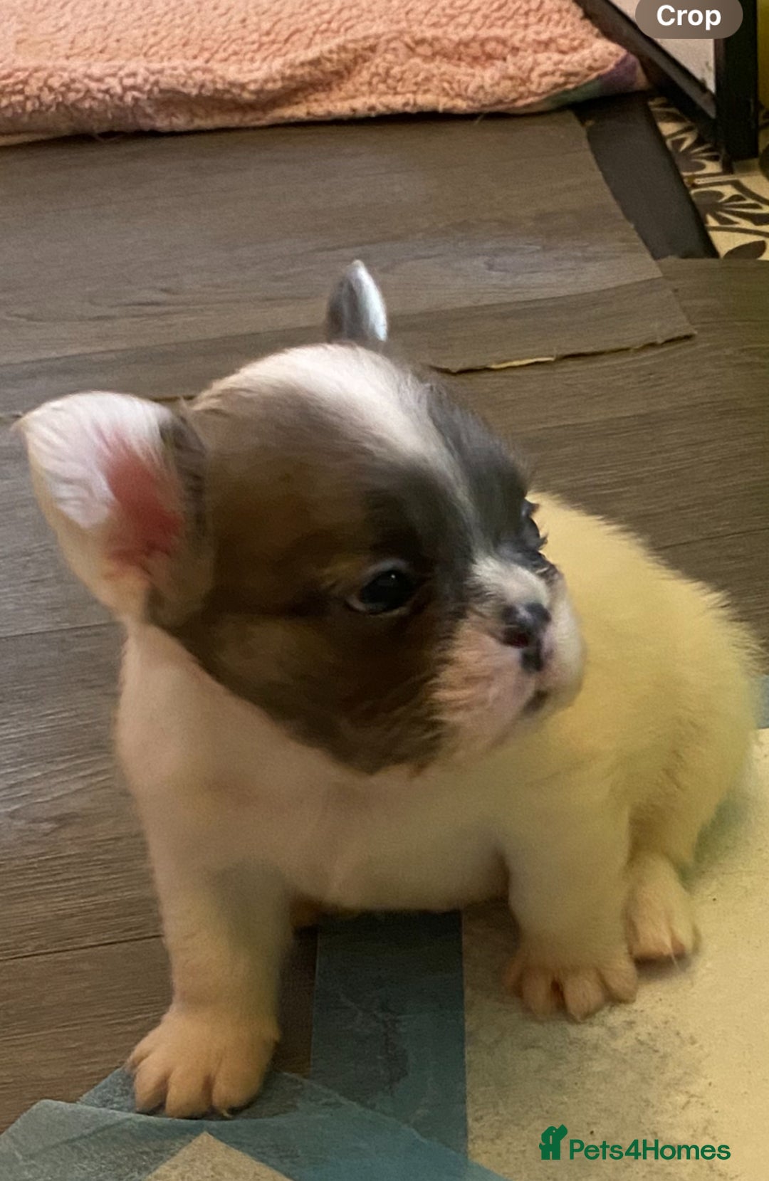 French Bulldog dogs for sale: Quality health tested/KC fluffy French bulldogs - Image 18