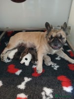 French Bulldog dogs Fluffy frenchie puppy **Ready Now** - Advert 1