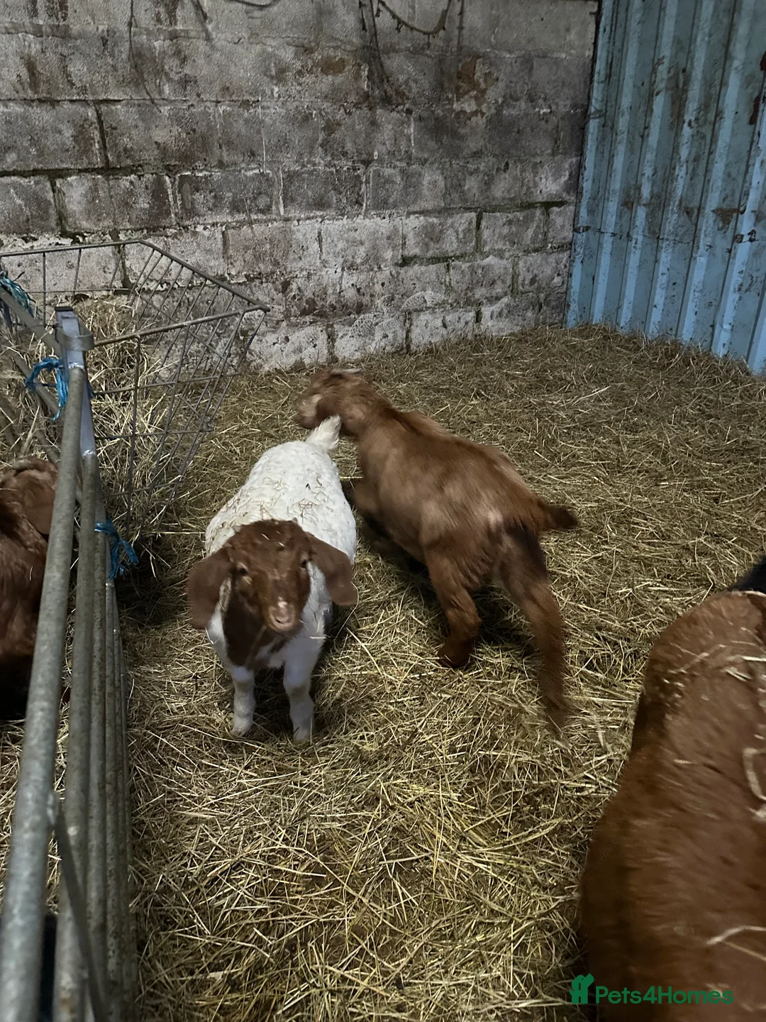Goats livestock for sale: 2x red and traditional full boer doelings - Advert 2