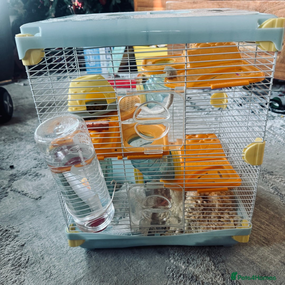 Hamster rodents for sale: Hamster free to good home  - Advert 5