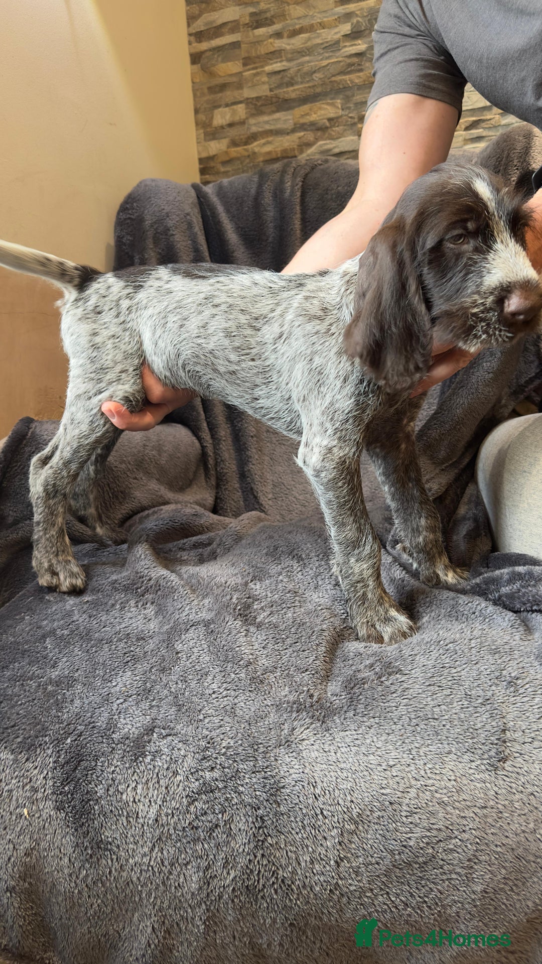 German Wirehaired Pointer dogs for sale: GWP Pups for sale field bloodlines land waterfowl  in Preston - Image 14