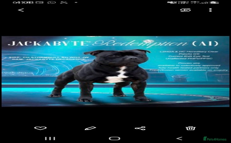 Staffordshire Bull Terrier dogs - Advert 1