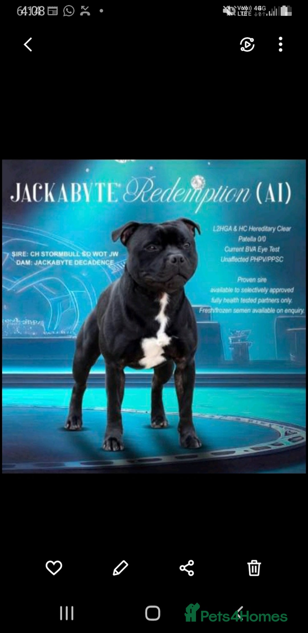 Staffordshire Bull Terrier dogs for sale: Genesis planned mating  - Image 1