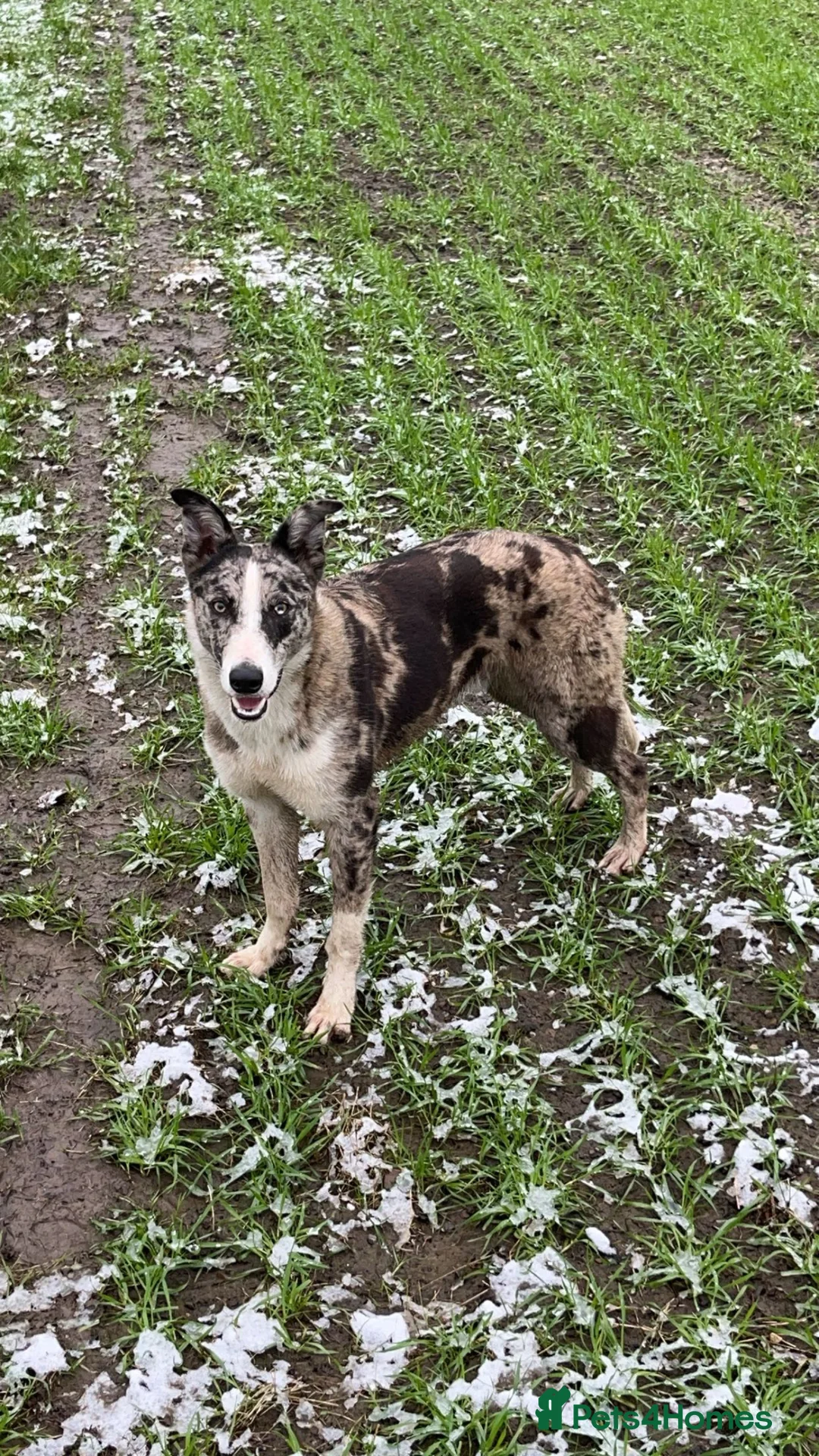 Mixed Breed dogs for sale: collie x greyhound  - Advert 5