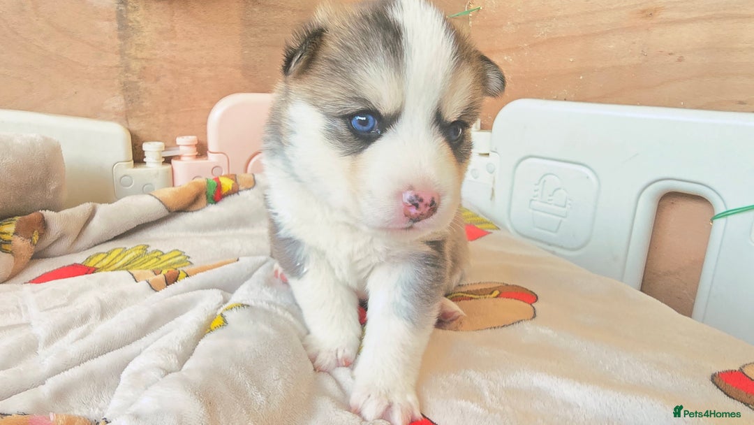 Pomsky dogs for sale: Pomsky Puppies for Sale - Advert 20