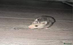 Hamster rodents for sale: Adorable Baby syrian hamsters Ready for Rehome - Image 2