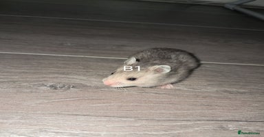 Hamster rodents - Advert 5