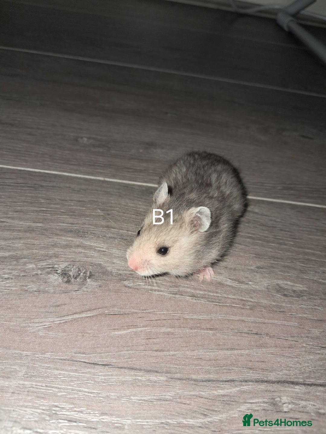 Hamster rodents for sale: Adorable Baby syrian hamsters Ready for Rehome - Image 2