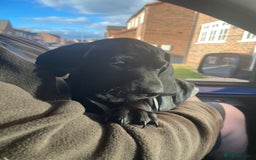 Mixed Breed dogs for sale: Black puppy with white strip on chest  - Image 15