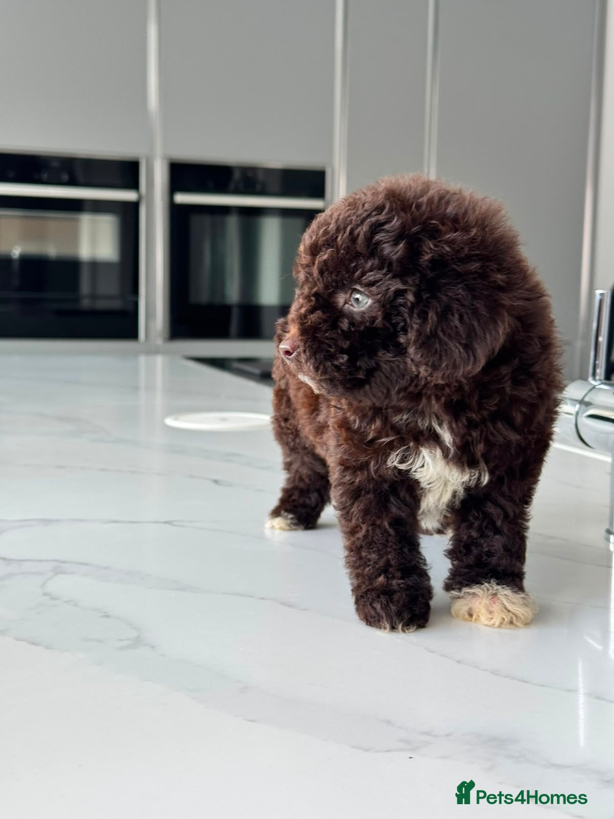 Cockapoo dogs REDUCED!Beautiful chocolate box cockapoo litter  - Advert 17