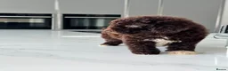 Cockapoo dogs for sale: Beautiful chocolate box cockapoo litter  - Advert 6
