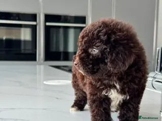 Cockapoo dogs REDUCED!Beautiful chocolate box cockapoo litter - Advert 17