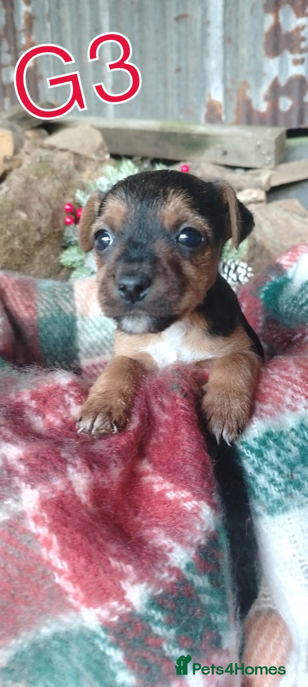 Mixed Breed dogs for sale: Charming Litter of Border Lakeland Puppies - Advert 7