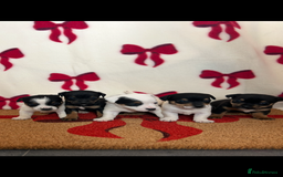 Jack Russell dogs for sale: Short legged true to type Jack Russell Puppies  - Image 2