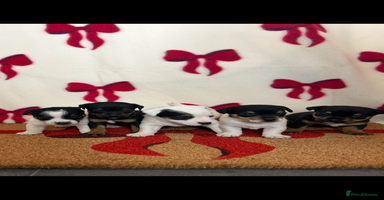 Jack Russell dogs - Advert 9