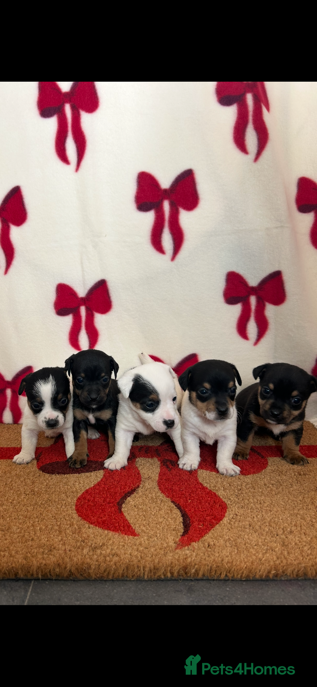 Jack Russell dogs for sale: Short legged true to type Jack Russell Puppies  - Image 2