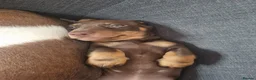 Miniature Dachshund dogs for sale: Miniature dachshund  in Swansea - Advert 3