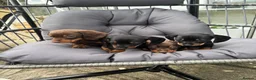 Miniature Dachshund dogs for sale: 🟤 4 x beautiful dachshund puppy’s for sale🟤 in Llandeilo - Advert 7