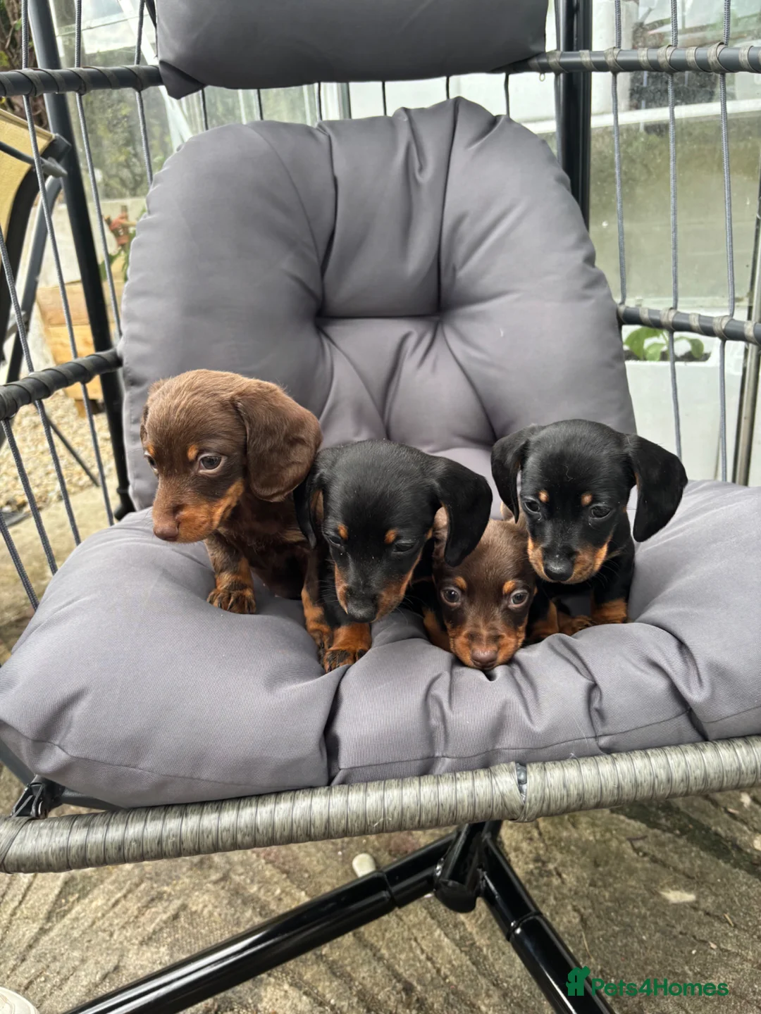 Miniature Dachshund dogs for sale: 🟤 4 x beautiful dachshund puppy’s for sale🟤 in Llandeilo - Advert 7