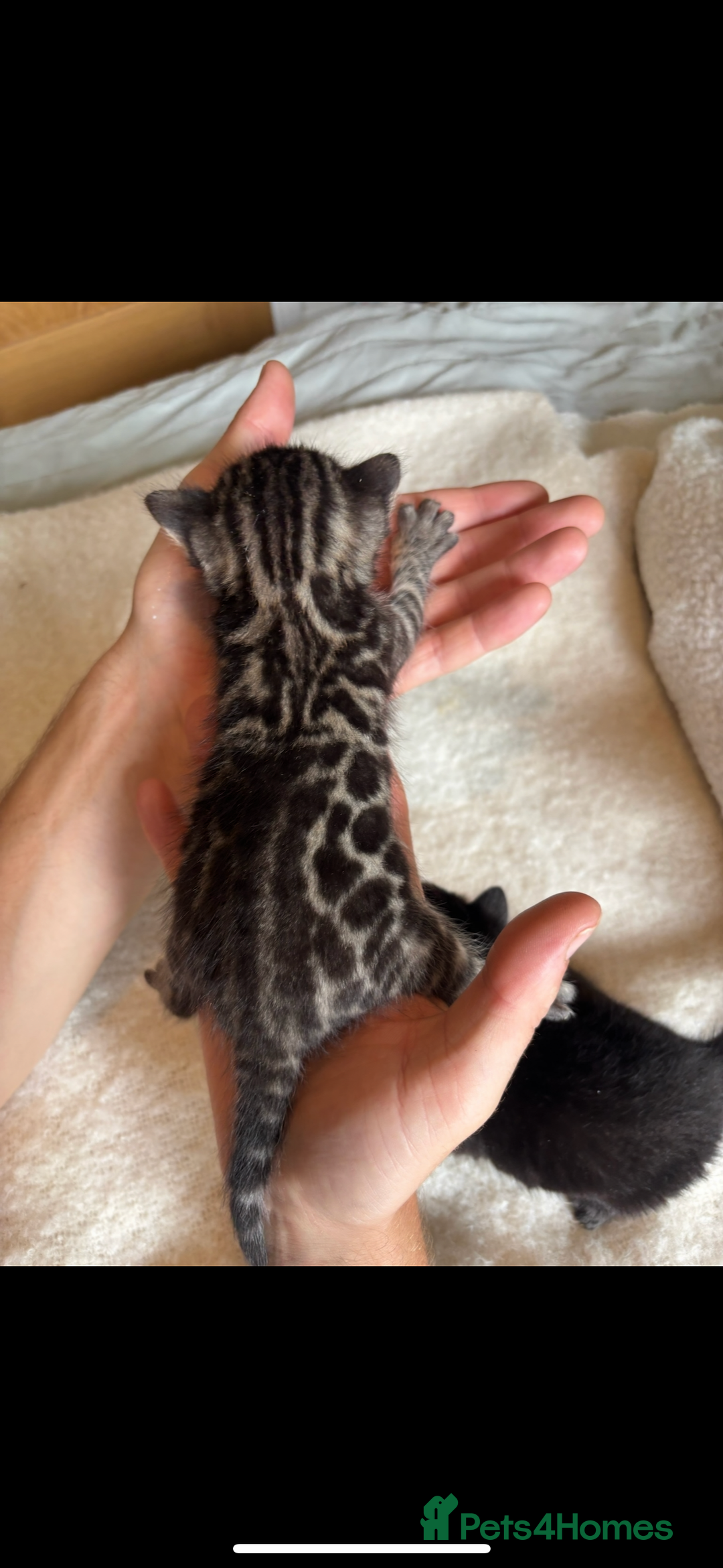Bengal cats for sale: 4 Rare Tica Registered Bengal Kittens - Image 19