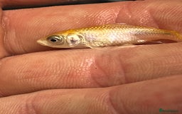 Koi Carp fish for sale: Baby koi 1-2 inches  - Image 3